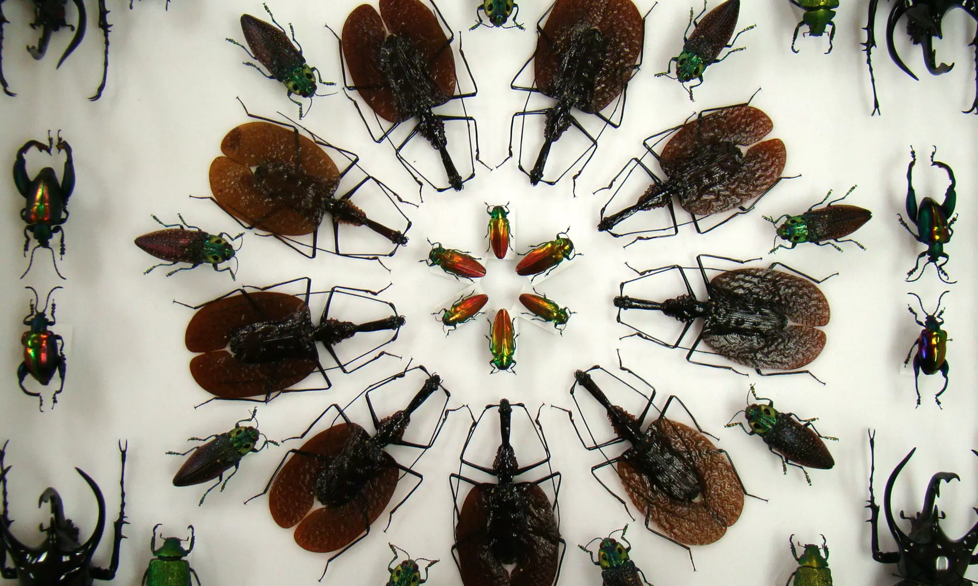 Admission for Two, Four, or Six at Insectropolis (Up to 48% Off) - Primary Image