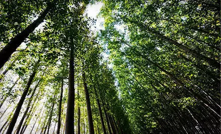 $75 for Three Man-Hours of Tree Trimming, Tree Removal, or Stump Grinding from LaTour Tree Service ($250 Value) - Primary Image