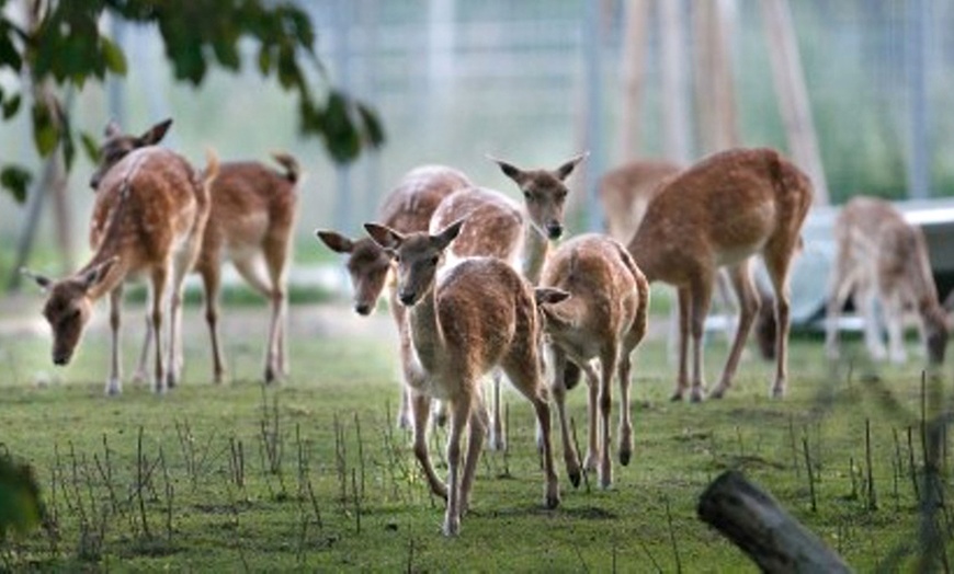 Image 3: Tagesticket Wildpark Schwarzach