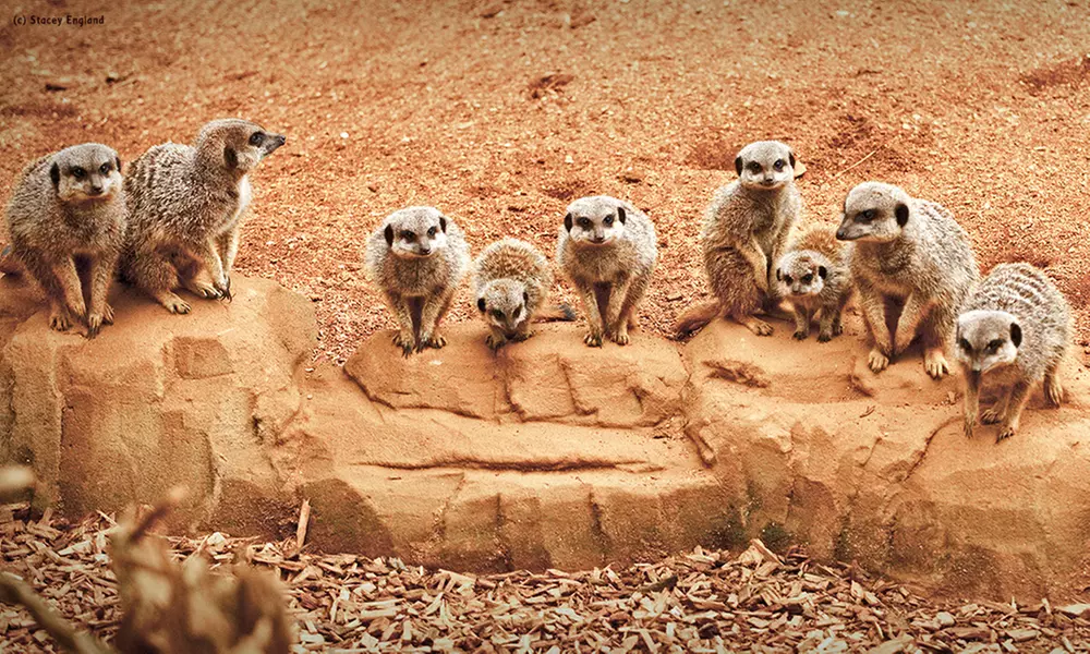 Essex: 4* Stay for 2 or 4 with Breakfast and optional Zoo tickets