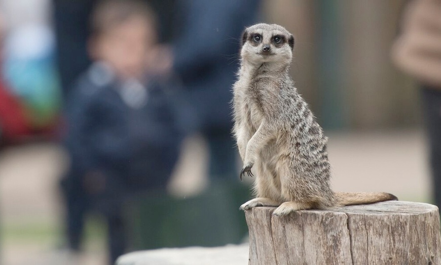 Image 9: Chessington World of Adventures Resort Entry