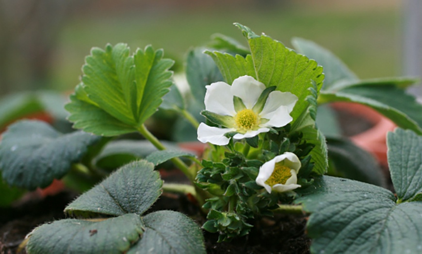 Image 3: Plantes fruitières