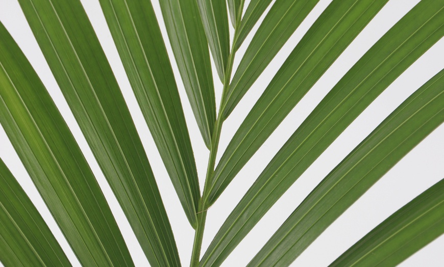 Image 3: Rootz Kentia Palm Collections