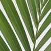 Image 3: Rootz Kentia Palm Collections