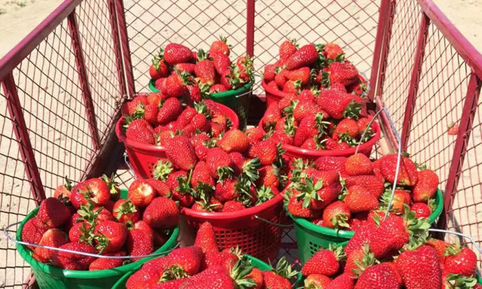 Two or Four Gallon Strawberry-Picking Outing for Up to Four at Cullipher Berry Patch (Up to 45% Off) - Primary Image