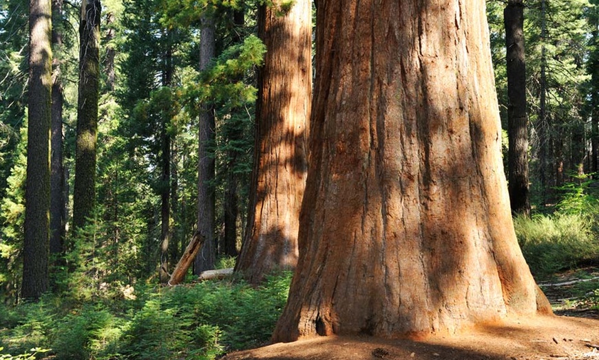 The Redwoods In Yosemite In - Wawona, Ca 