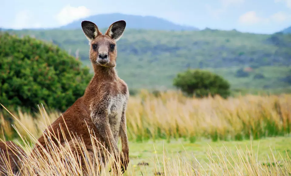 11-Day Australian Vacation in Sydney, Adelaide, and Kangaroo Island from Down Under Answers, L.L.C. - Primary Image