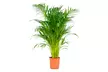 Areca-Palme "Dypsis lutescens" - Second Medium