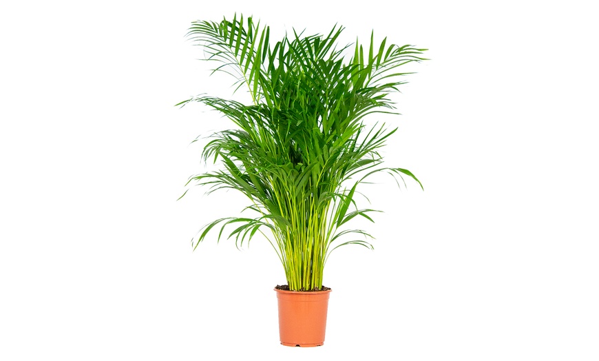 Image 2: Areca-Palme "Dypsis lutescens"