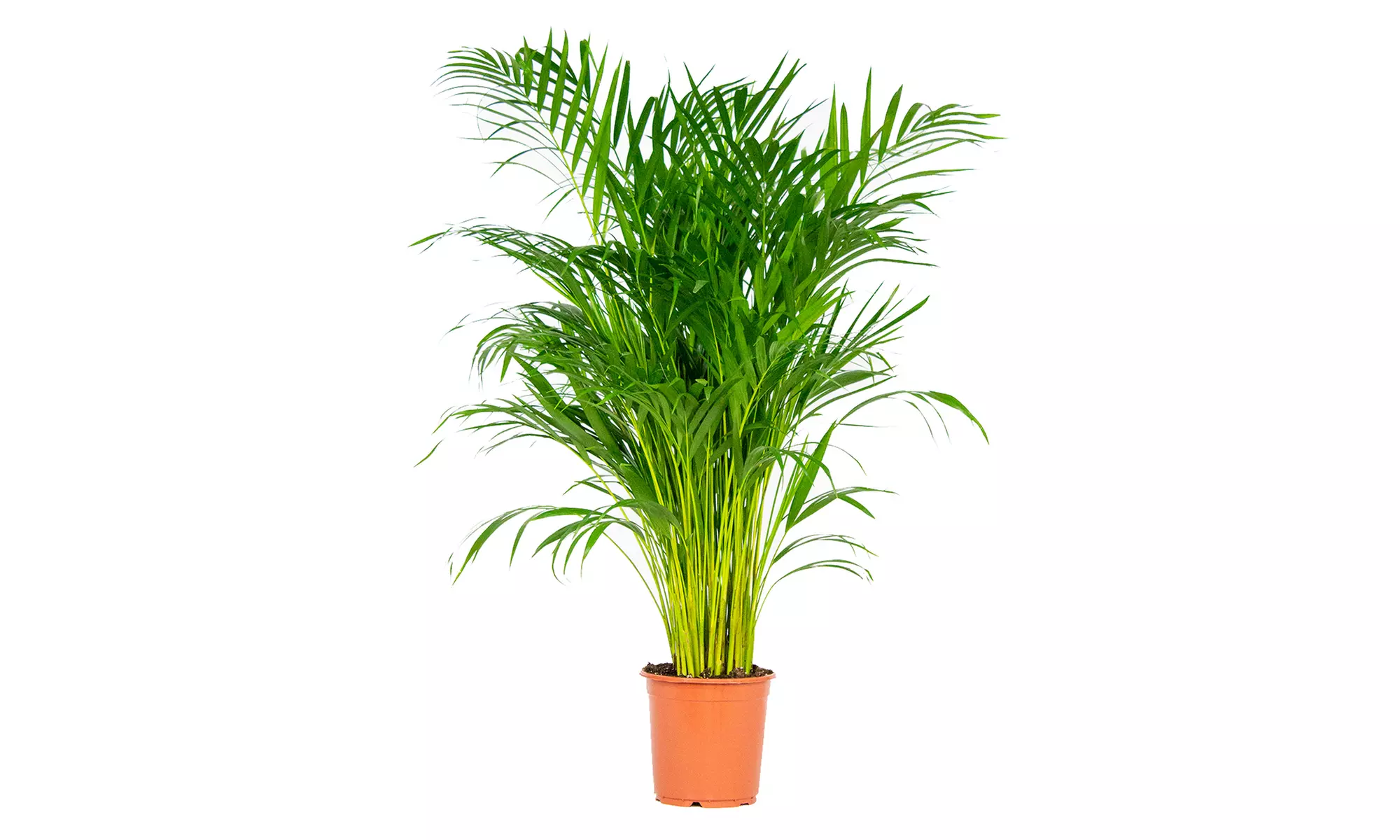 Areca-Palme "Dypsis lutescens"