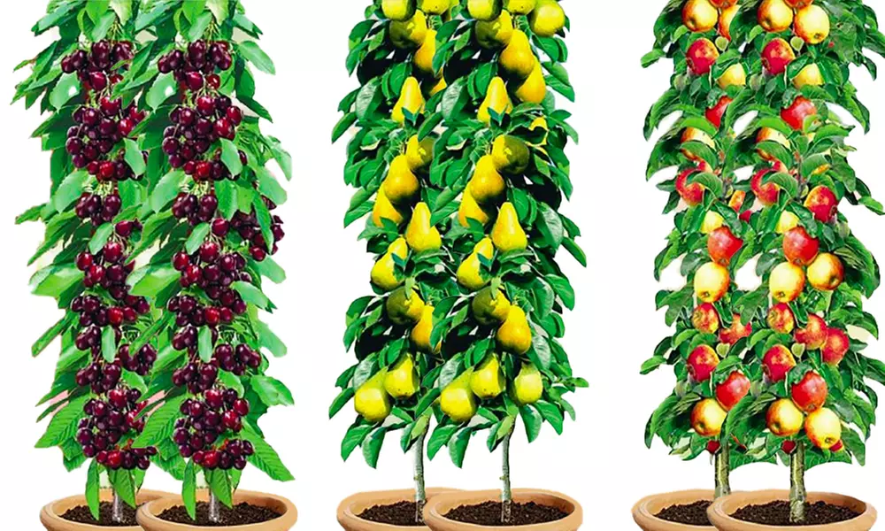 3, 6 or 12 Columnar Bare Root Fruit Trees - Second Medium