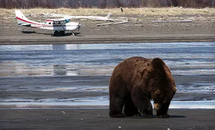 Bear Viewing and Aerial Sightseeing for One or Up to Five from Alaska Bear Adventures in Homer (Up to 55% Off) - Primary Image