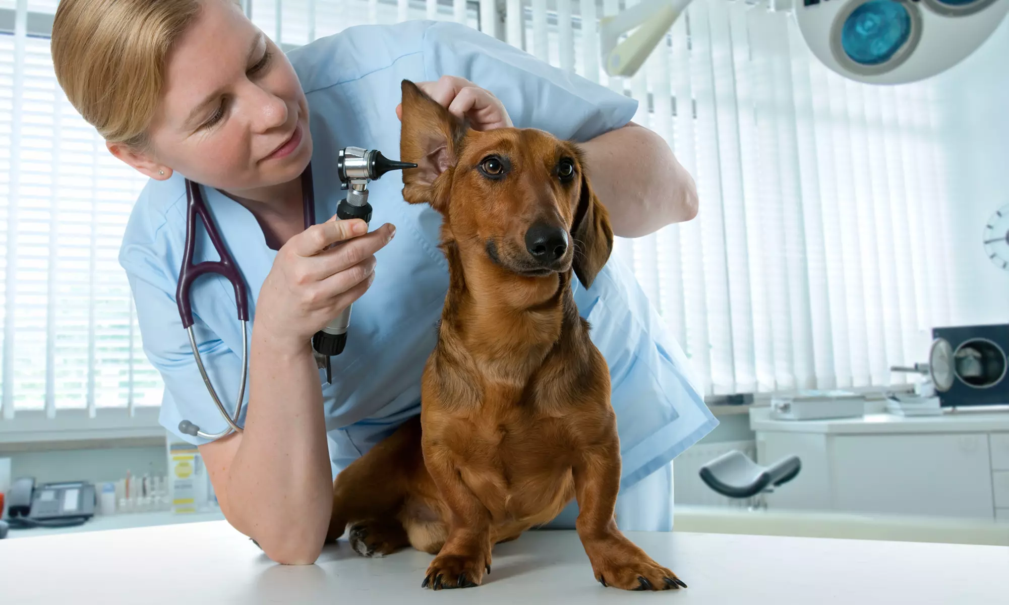 $15 for $29 Worth of Pet Care — Rosemarie Pet Hospital - Primary Image