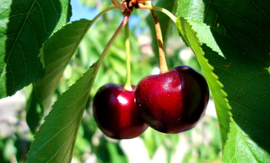 Image 4: Lots de 4 ou 8 arbres fruitiers