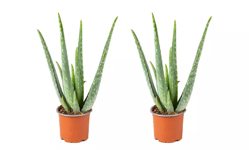 Image 2: Duo van 2 Aloe Vera planten