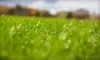 Lawn Aeration, Fertilization, or Aeration and Fertilization from Terra Nova Landscape and Irrigation (Up to 68% Off). Choose from Four Options.