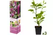 3 o 6 piante di magnolia assortite - Image 7
