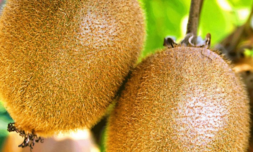 Image 4: Set of Four Exotic Fruit Plants