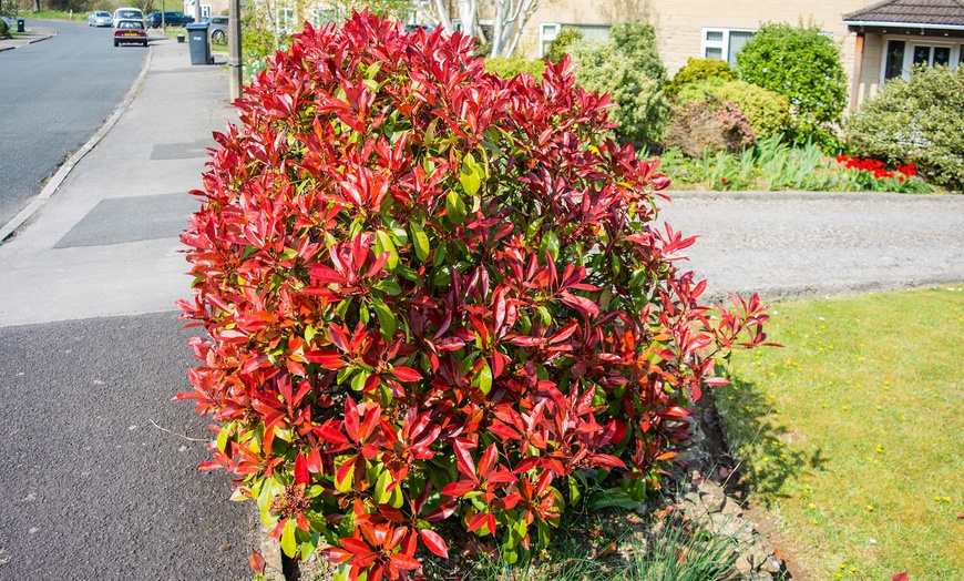 Image 2: 3 ou 6 plants de photinia fraseri "Red Robin"