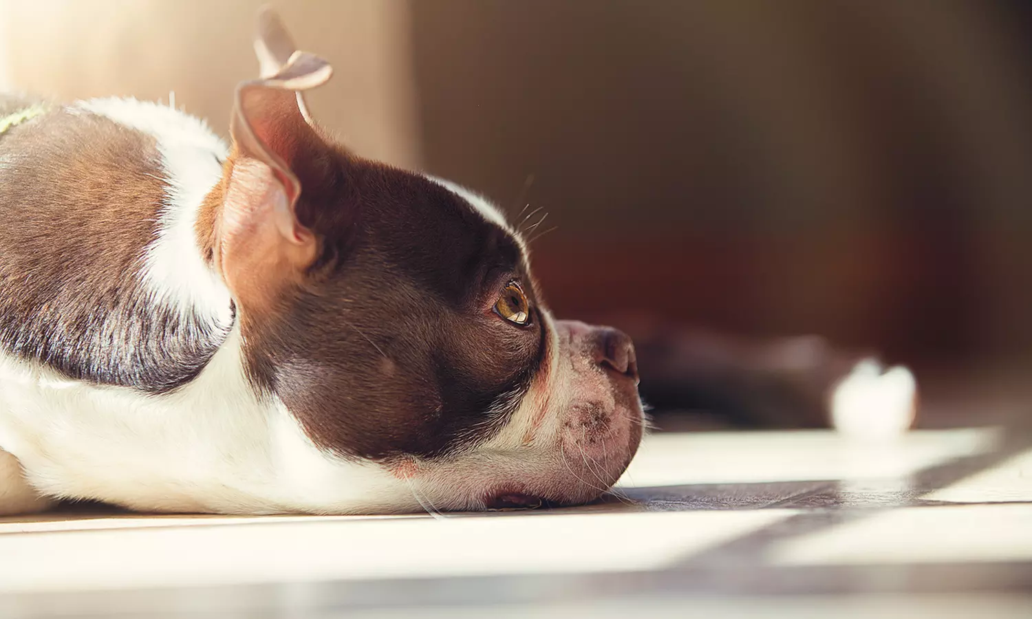 Online Animal-Psychology Course from Holly and Hugo ($175 Value)   - Primary Image