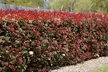 Set van 2, 4 of 6 Photinia 'Red Robin' planten - Image 5