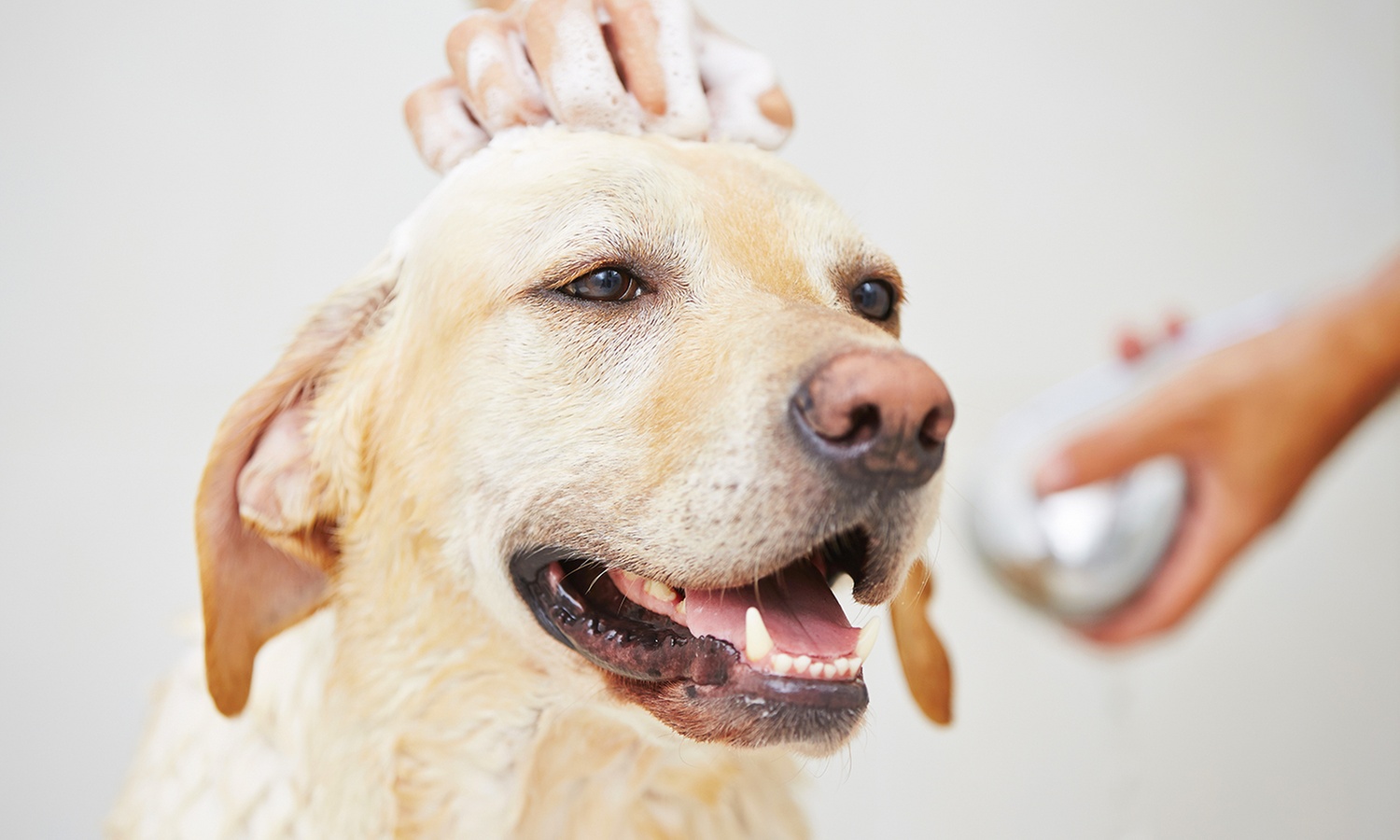 Pamper Your Dog with Full Bath and Grooming Package! 