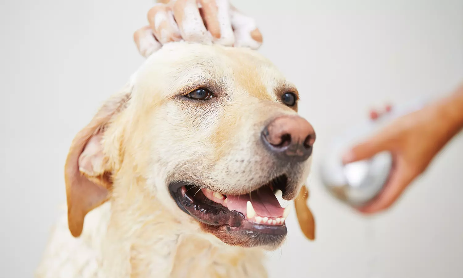 Up to 45% Off on Pet Grooming at mr petgroomer - Primary Image