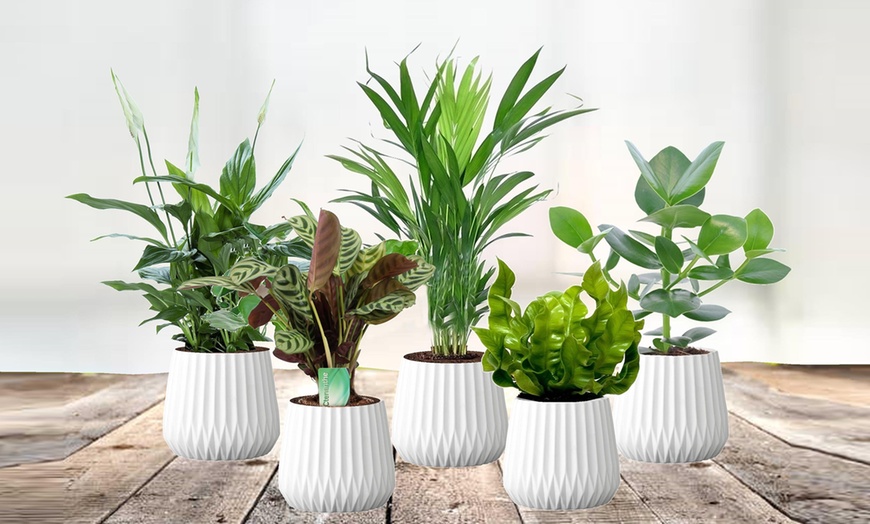 Image 3: Assortiment de 5 plantes purificatrices d'air 25-40 cm