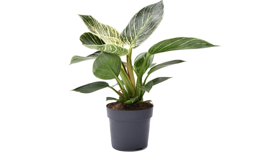 Image 3: Philodendron White Measure in 11cm Pot