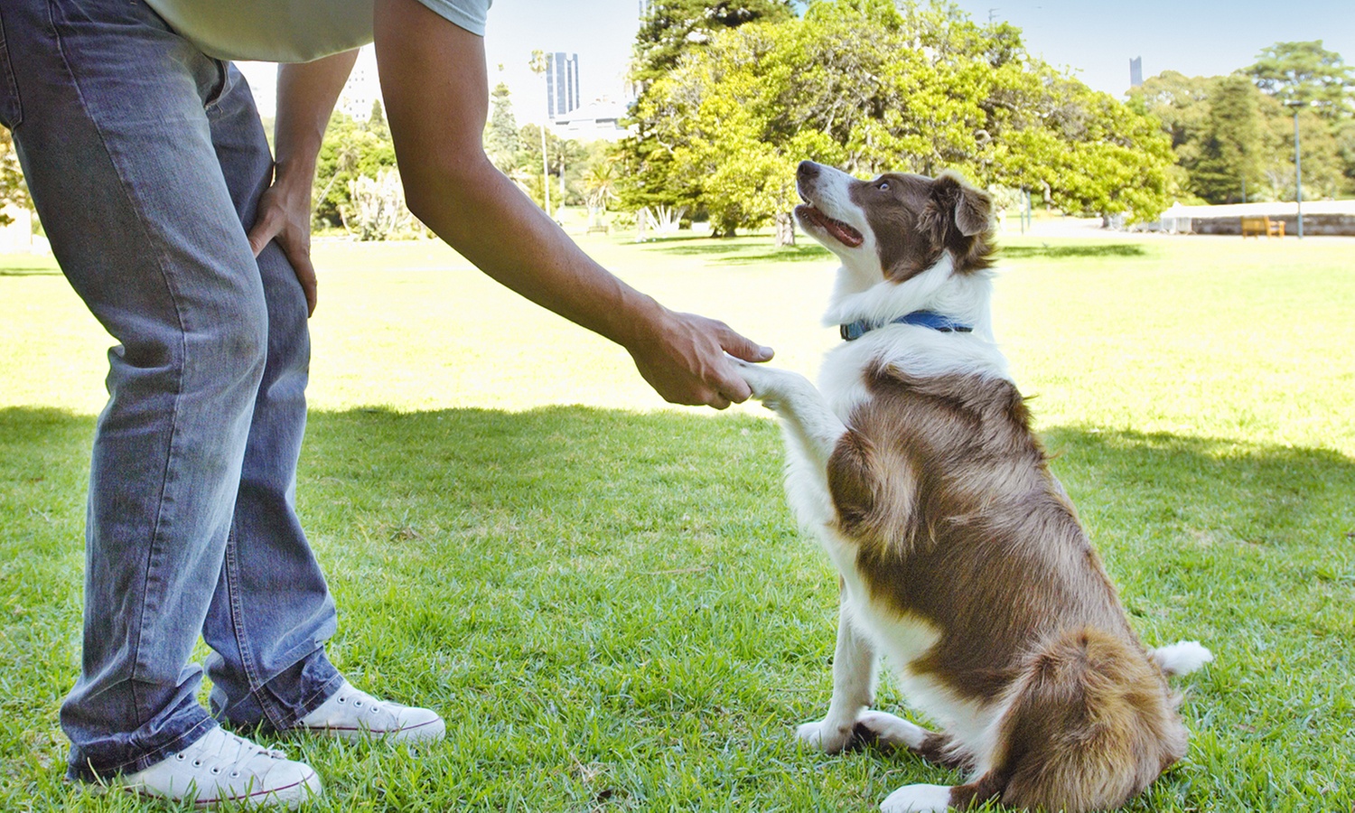 Online Canine Behaviour Training Course for Dog Lovers