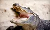 City Tour, Everglades Tour, or Tour of City and Biscayne Bay from Safari Tours (Up to 51% Off)