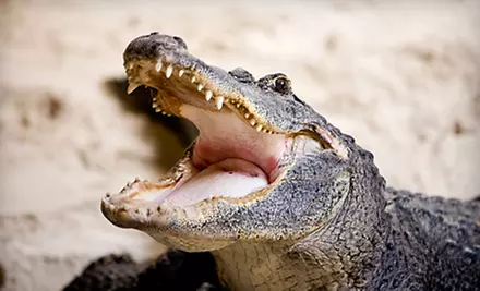 City Tour, Everglades Tour, or Tour of City and Biscayne Bay from Safari Tours (Up to 51% Off) - Primary Image