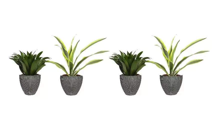 Lot de 4 Drakaena deremensis 'Compacta' et 'Lemon Lime' - Primary Image