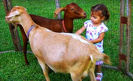$8 for a Farm Outing for Two at The Little Farm in Goulds ($16 Value) - Primary Image