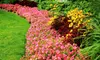 $59 for Three Lawn-Mowing, Edging, and Trimming Services from Northern Services AK ($165 Value)