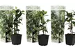 3x oder 6x Toskanischer Sternjasmin mit weißen Blüten - Second Medium