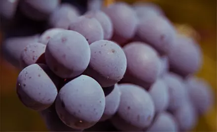 $79 for a Winemaking Experience at Sheppard Wine Works ($159 Value) - Primary Image