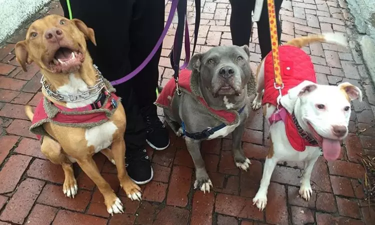 Five Dog Walks from Strut The Pup Philly (10% Off) - Primary Image