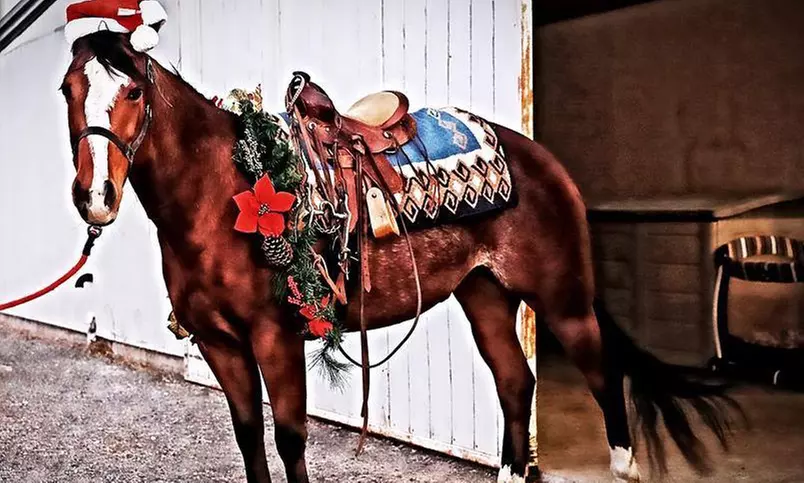 Riding Lesson for Ages 2–6 or 7 & Older, or Horsemanship & Riding Lessons at JM Performance Horse (Up to 51% Off) - Primary Image