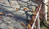 Roof Inspection and Gutter Cleaning from Insight Property Services (52% Off)