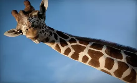 $5 for One Ticket to the African Safari Wildlife Park in Port Clinton (Up to $17.95 Value) - Primary Image