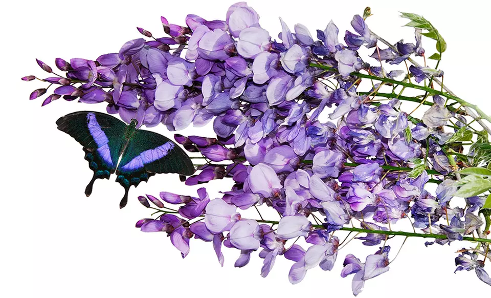 Wisteria Vine - Second Medium