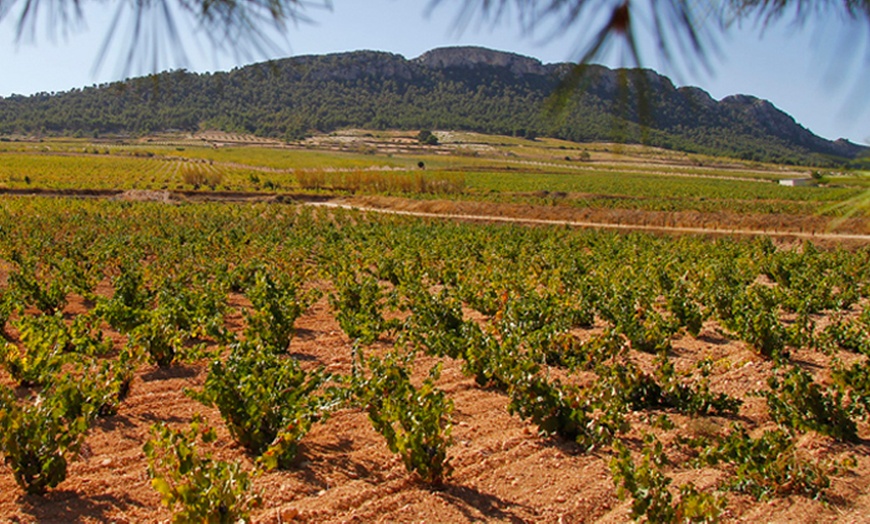 Image 7: Visita a bodega con cata de vinos