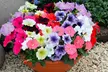 60 or 120 Mixed Summer Bedding Plants - Image 4