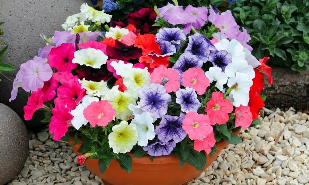 60 or 120 Mixed Summer Bedding Plants