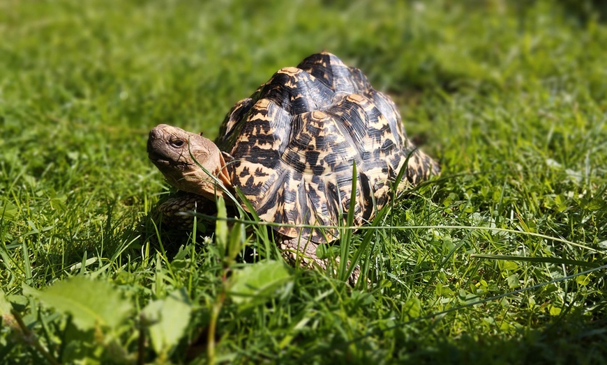 Image 20: Bilety do Mini Zoo Zwierzaczkowo w Szklarskiej Porębie