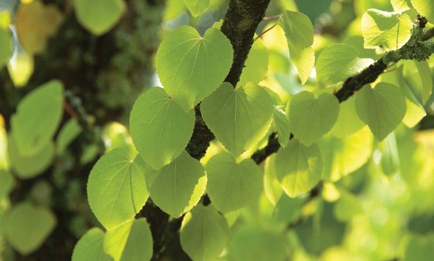 Image 2: Colourful Katsura Tree