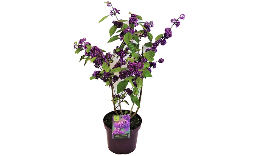 Image 4: Callicarpa Profusion "Beautyberry"