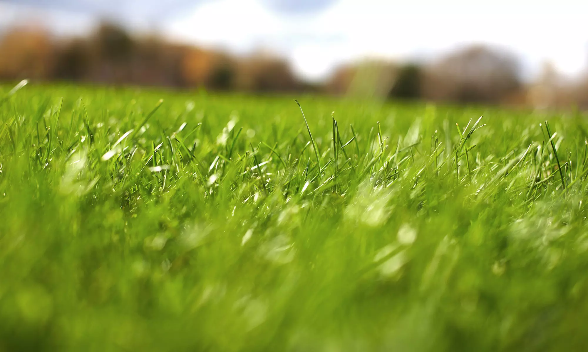 $29 for a Lawn-Care Treatment from Top Notch Turf ($75 Value) - Primary Image