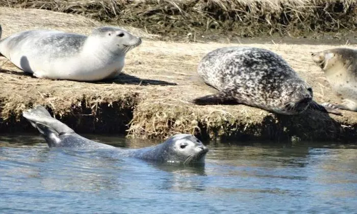 2-Hour Seal-Watching Tour for Two or Four at Captain Lou Fleet (Up to 53% Off) - Second Medium